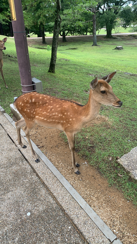 Sika Deer