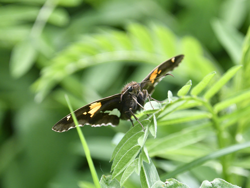 Silver-spotted Skipper