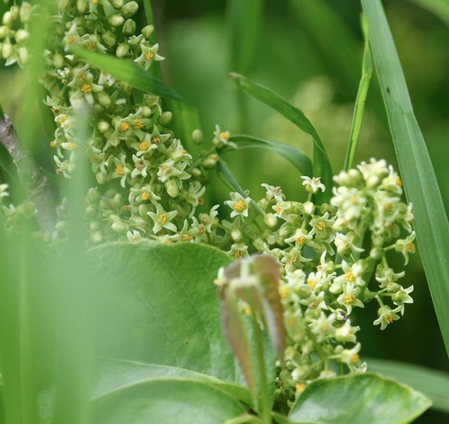 western poison ivy