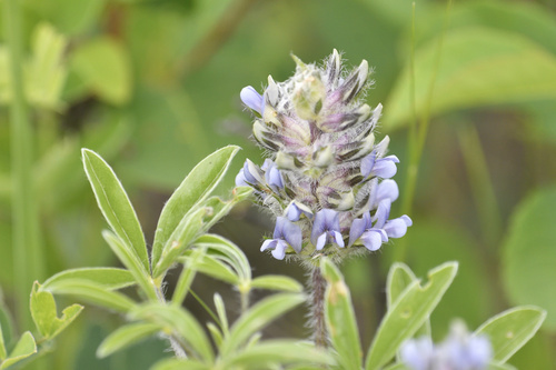 breadroot scurf pea