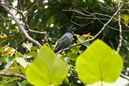 Sunda Cuckooshrike (Coracina larvata)