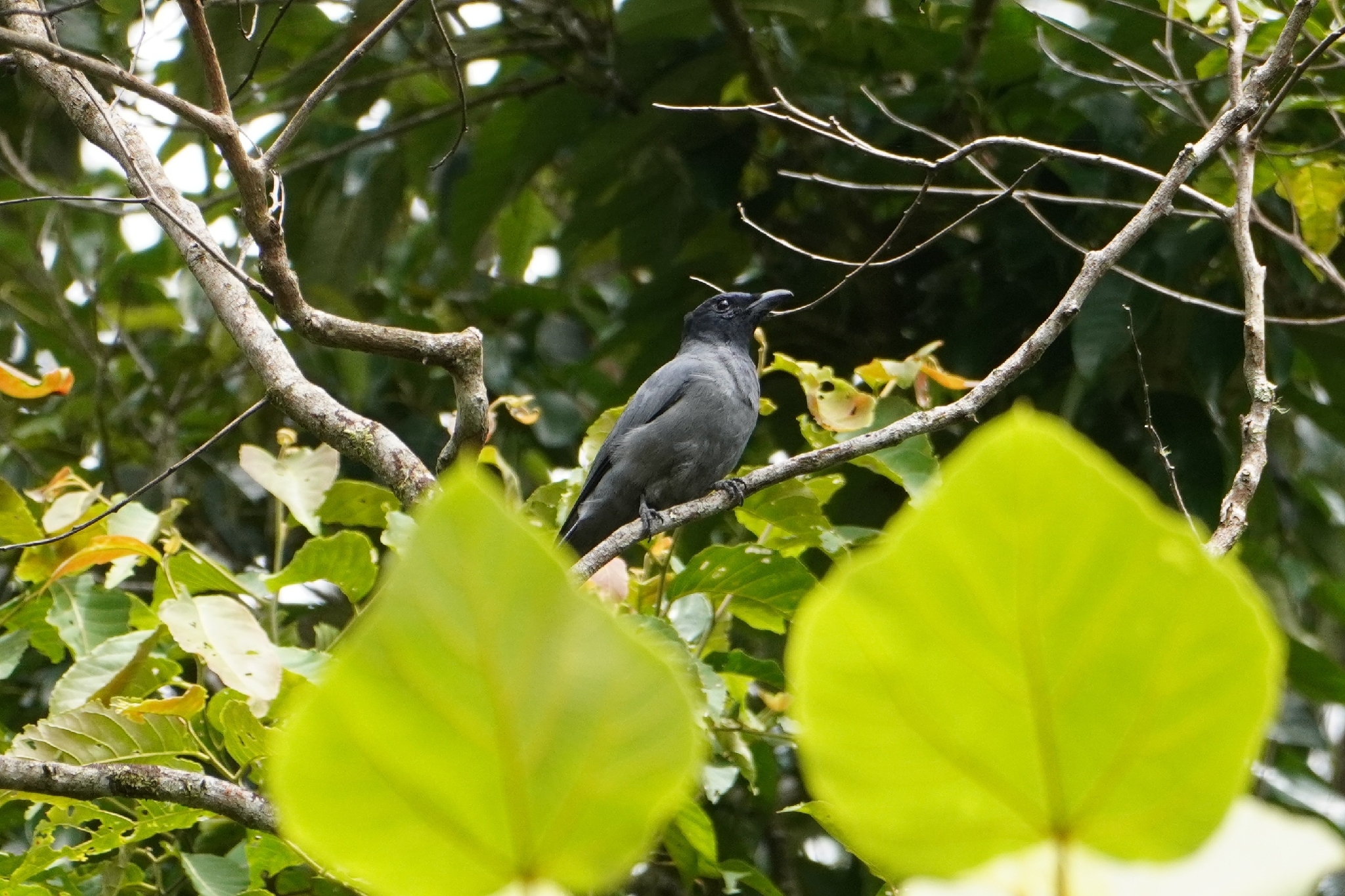 Sunda Cuckooshrike (Coracina larvata), photo 1