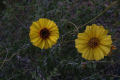 Encelia asperifolia