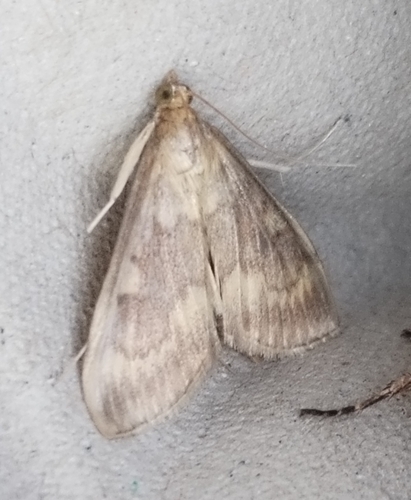 European Corn Borer Moth