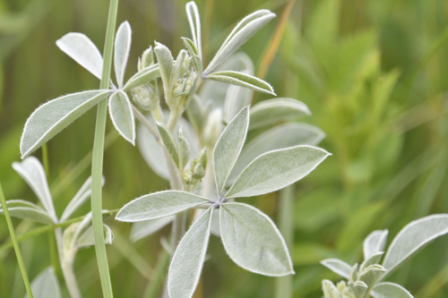 silvery scurfpea