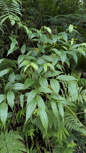 Disporum kawakamii, photograph 3