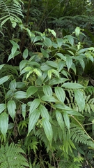 Disporum kawakamii, photograph (c) Cheng-Te Hsu, some rights reserved (CC BY)