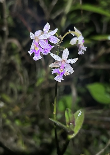 Epidendrum calanthum, photograph 2