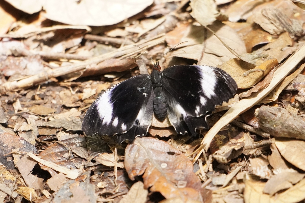 White-banded Palmfly
