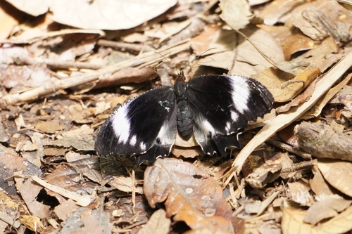 White-banded Palmfly