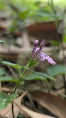 Suzukia shikikunensis, photograph (c) Cheng-Te Hsu, some rights reserved (CC BY)