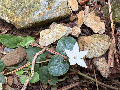 Geophila herbacea, photograph 3
