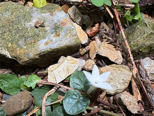 Geophila herbacea, photograph 4