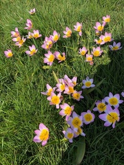 Tulipa saxatilis