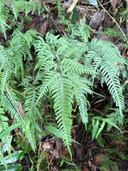 Pteris dispar, photograph (c) 黃美滿, some rights reserved (CC BY)