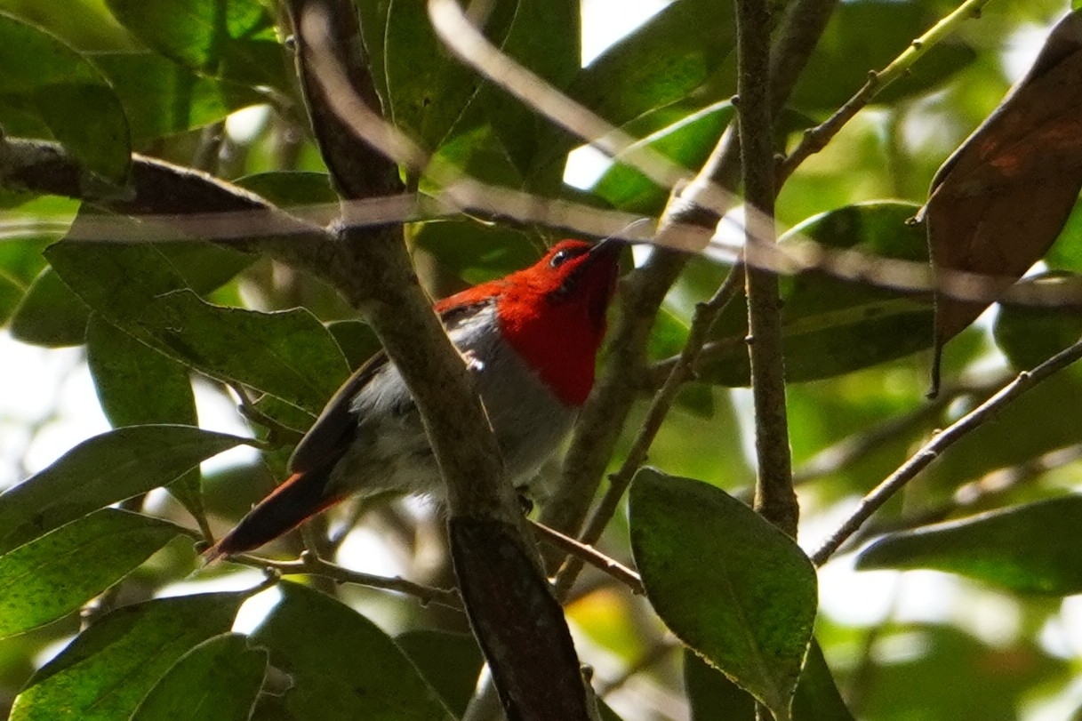 Temminck's Sunbird (Aethopyga temminckii), photo 5
