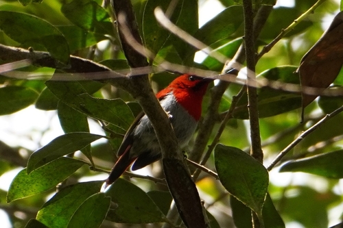 Temminck's Sunbird (Aethopyga temminckii), photo 6