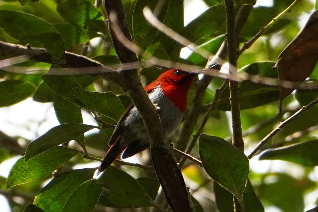 Temminck's Sunbird (Aethopyga temminckii), photo 6
