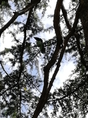 Corvus corone