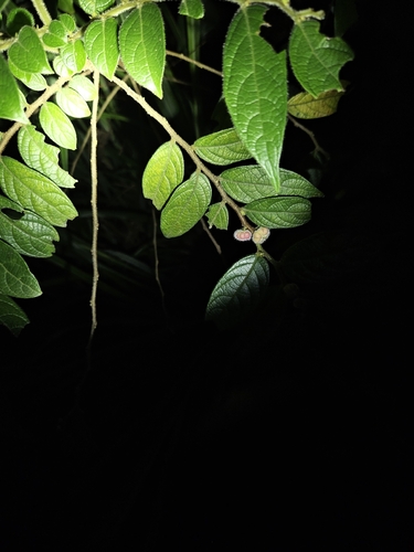 Glochidion eriocarpum, 2026-06-27