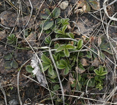 Potentilla stolonifera