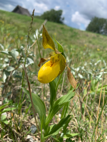 yellow lady's slipper