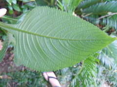 Brillantaisia