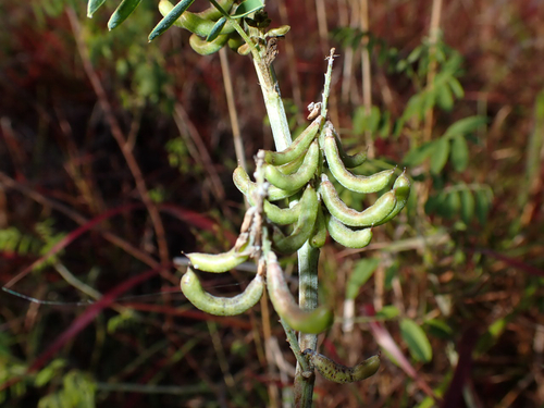 Indigofera suffruticosa observed 2026-06-27