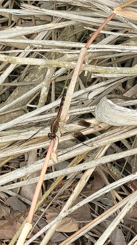 Band-winged Dragonlet