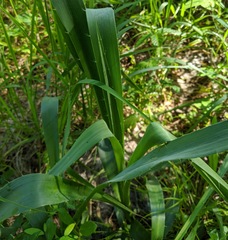 Eryngium yuccifolium