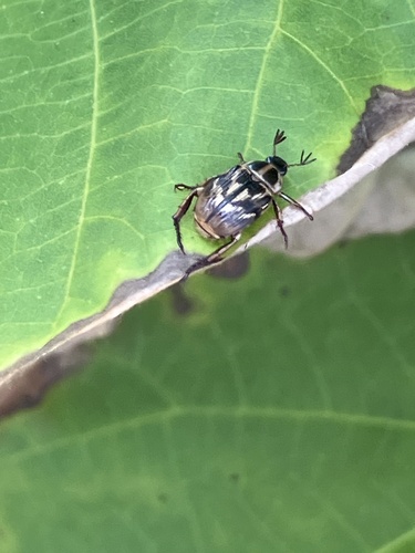 Oriental Beetle