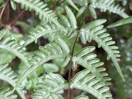 Pteris dispar, photograph 4
