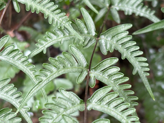 (c) 黃美滿, some rights reserved (CC BY) Pteris dispar, photograph (c) 黃美滿, some rights reserved (CC BY)