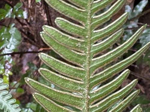 Pteris dispar, photograph 5