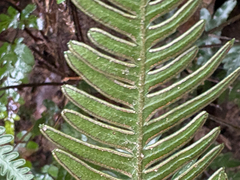 (c) 黃美滿, some rights reserved (CC BY) Pteris dispar, photograph (c) 黃美滿, some rights reserved (CC BY)