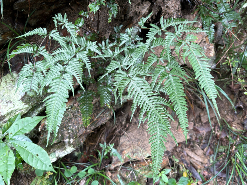 Pteris dispar; photograph (c) 黃美滿, some rights reserved (CC BY)