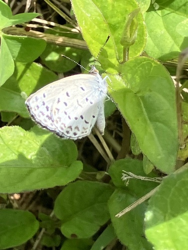 Pale Grass Blue