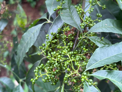 Melicope pteleifolia