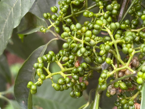 Melicope pteleifolia, photograph 1