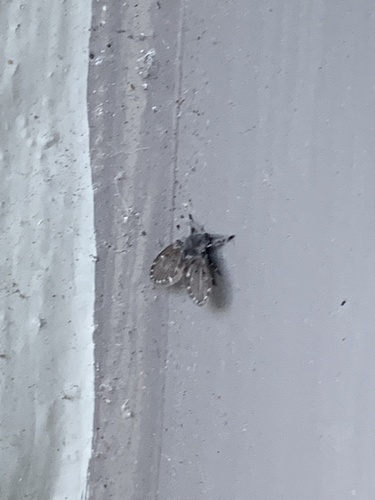 Bathroom Moth Fly