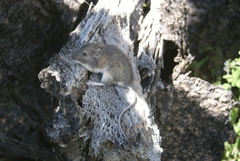 Heteromys irroratus