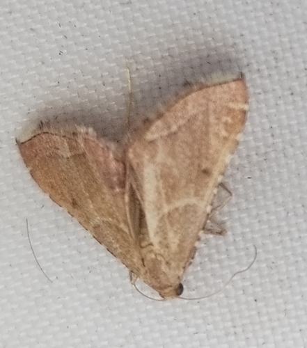 Rosy Tabby