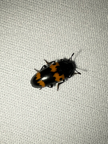 Red-banded Fungus Beetle
