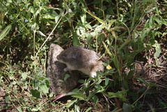 Heteromys irroratus