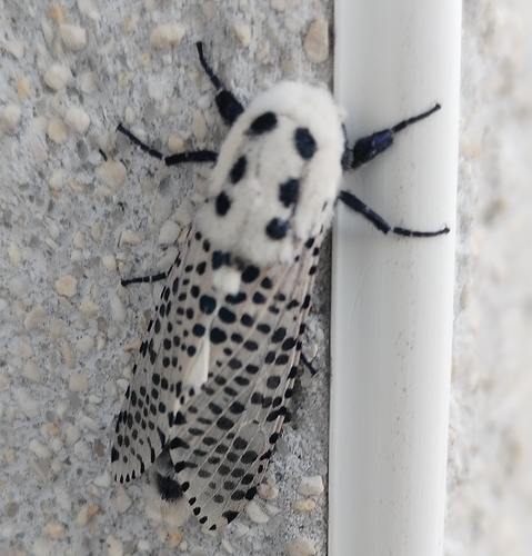 Wood Leopard Moth