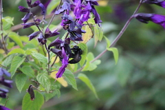 Xylocopa sonorina