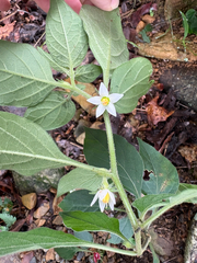 Lycianthes biflora, photograph (c) 黃美滿, some rights reserved (CC BY)
