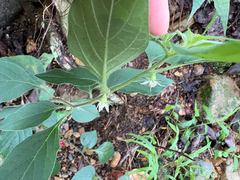 Lycianthes biflora, photograph (c) 黃美滿, some rights reserved (CC BY)