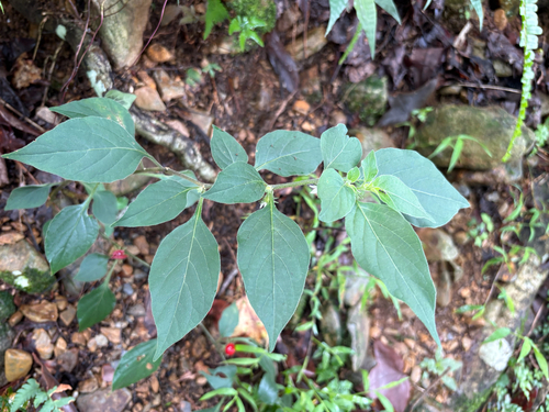 Lycianthes biflora, photograph 3