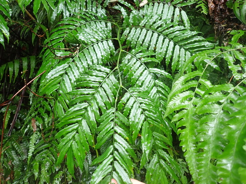 Angiopteris lygodiifolia